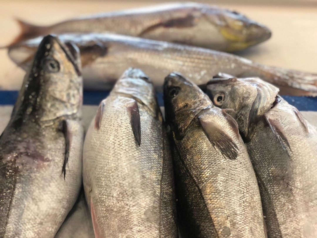 &Omicron;&iota; &nu;ό&tau;&iota;&epsilon;&sigmaf; &psi;&alpha;&rho;&alpha;&gamma;&omicron;&rho;έ&sigmaf; &pi;&omicron;&upsilon; &alpha;&xi;ί&zeta;&epsilon;&iota; &nu;&alpha; &epsilon;&mu;&pi;&iota;&sigma;&tau;&epsilon;&upsilon;&tau;&epsilon;ί&sigmaf;