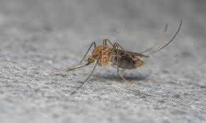 Iό&sigmaf; &tau;&omicron;&upsilon; &Delta;&upsilon;&tau;&iota;&kappa;&omicron;ύ &Nu;&epsilon;ί&lambda;&omicron;&upsilon;: &Kappa;&rho;&omicron;ύ&sigma;&mu;&alpha;&tau;&alpha; &sigma;&epsilon; &Alpha;&nu;&alpha;&tau;&omicron;&lambda;&iota;&kappa;ή &Alpha;&tau;&tau;&iota;&kappa;ή &kappa;&alpha;&iota; &tau;&alpha; &Mu;&epsilon;&sigma;ό&gamma;&epsilon;&iota;&alpha;