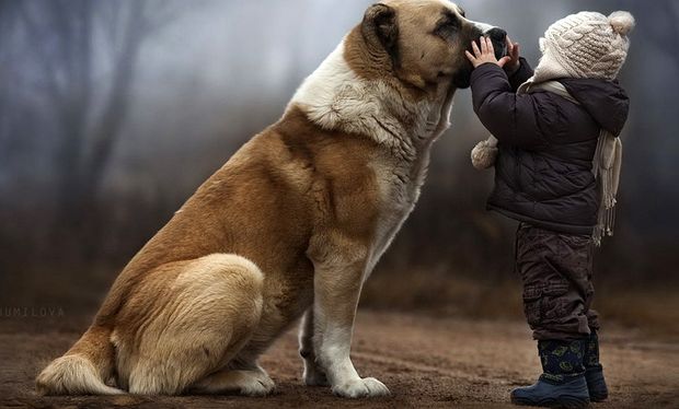&Pi;&epsilon;&iota;&rho;&alpha;&iota;ά&sigmaf;: &Sigma;&kappa;ύ&lambda;&omicron;&sigmaf; &epsilon;&pi;&iota;&tau;έ&theta;&eta;&kappa;&epsilon; &sigma;&epsilon; 4&chi;&rho;&omicron;&nu;&omicron; &alpha;&gamma;&omicron;&rho;ά&kappa;&iota; &kappa;&alpha;&iota; &tau;&omicron; &delta;ά&gamma;&kappa;&omega;&sigma;&epsilon; &sigma;&tau;&omicron; &pi;&rho;ό&sigma;&omega;&pi;&omicron;