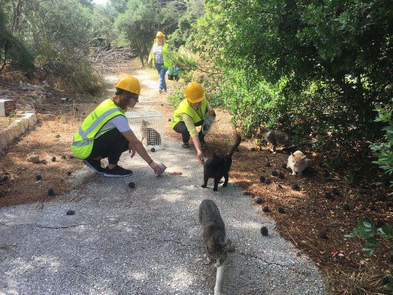 Ξεκίνησε η απομάκρυνση των αδέσποτων από τον χώρο του πρώην αεροδρομίου