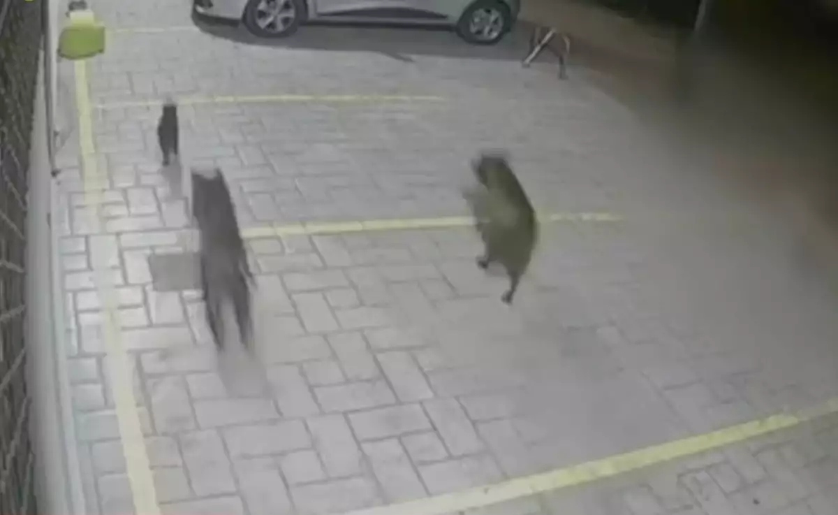 &Beta;&omicron;ύ&lambda;&alpha;: &Pi;&iota;&tau; &mu;&pi;&omicron;&upsilon;&lambda; &kappa;&alpha;&tau;&alpha;&sigma;&pi;ά&rho;&alpha;&xi;&alpha;&nu; &alpha;&delta;έ&sigma;&pi;&omicron;&tau;&epsilon;&sigmaf; &gamma;ά&tau;&epsilon;&sigmaf; &kappa;&omicron;&nu;&tau;ά &sigma;&tau;&omicron; &nu;&omicron;&sigma;&omicron;&kappa;&omicron;&mu;&epsilon;ί&omicron; &Alpha;&sigma;&kappa;&lambda;&eta;&pi;&iota;&epsilon;ί&omicron;